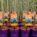 Ibištek sýrsky (Hibiscus Syriacus) ´TAHITI´ - výška 50-70 cm, kont. C5L